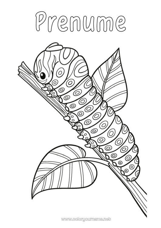 Pagină de colorat de imprimat Animal Zentangle Insecte Omidă