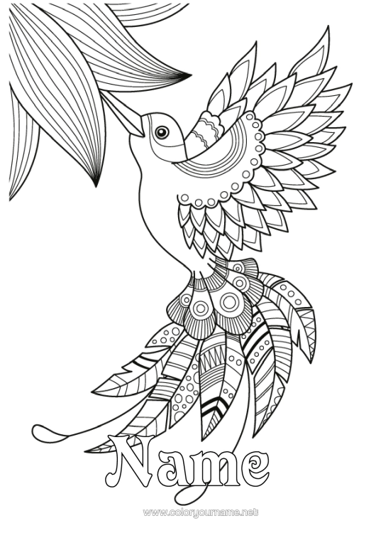 Colouring page to print Bird Animal Zentangle Birds And Flying Mammals Hummingbird