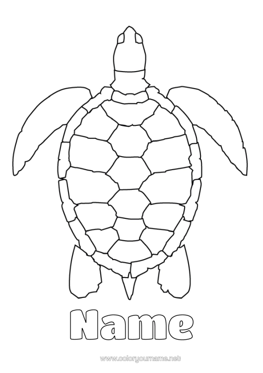 Colouring page to print Tortoise Animal Easy Colouring Pages Marine Or Aquatic Animals Reptiles Sea Turtle