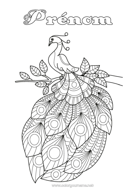Coloriage à imprimer Paon Zentangle Oiseaux et mammifères volants
