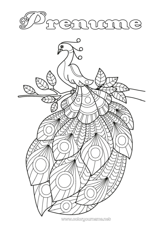 Pagină de colorat de imprimat Păun Zentangle Păsări și mamifere zburătoare