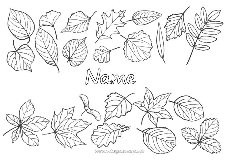 Coloring page to print Autumn Leaves Tree Oak Maple Dead leaves