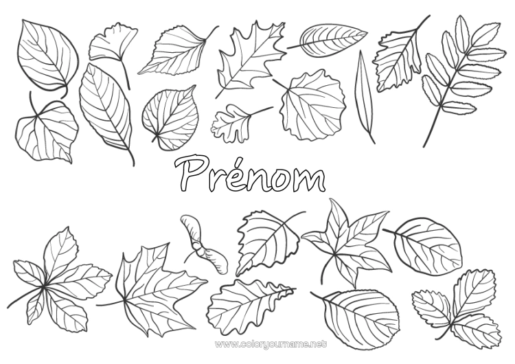 Coloriage à imprimer Automne Feuilles Arbre Chêne érable Feuilles mortes