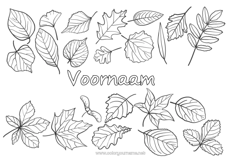 Kleurplaat om af te drukken Herfst Bladeren Boom Eik Esdoorn Dode bladeren