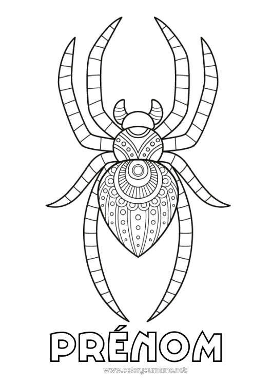 Coloriage à imprimer Araignée Animal Zentangle Insectes