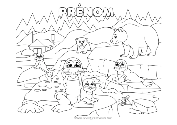 Coloriage à imprimer Ours Animal Phoque Animaux Marins Ou Aquatique Animaux De La Forêt Morse Banquise Ours Polaire