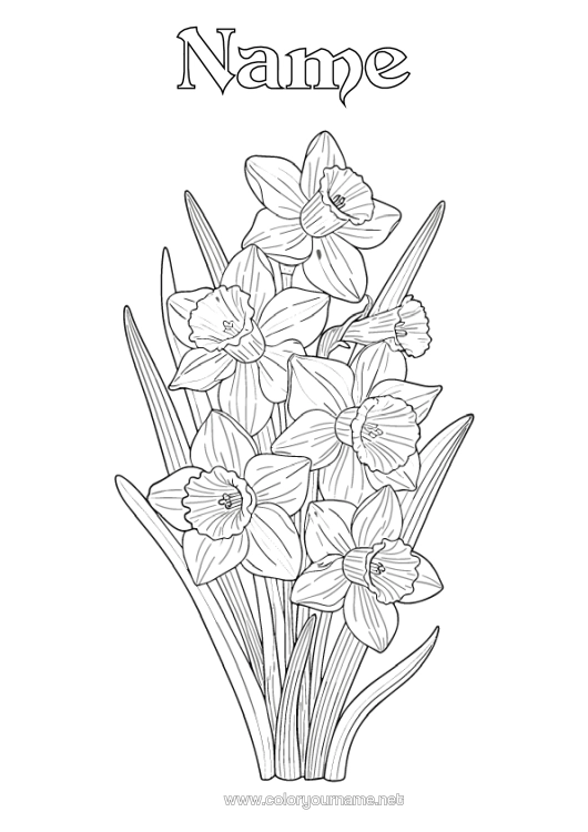 Colouring page to print Flowers Daffodils Realistic