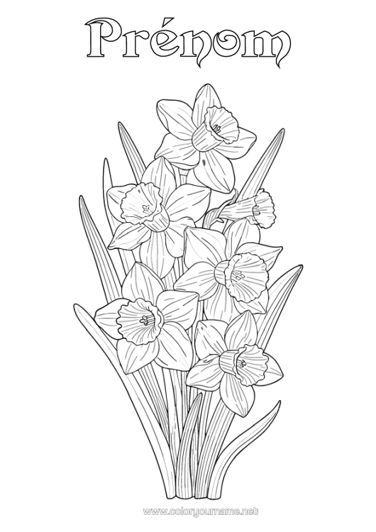 Coloriage à imprimer Fleurs Jonquilles Réaliste