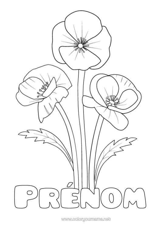 Coloriage à imprimer Fleurs Réaliste Coquelicot