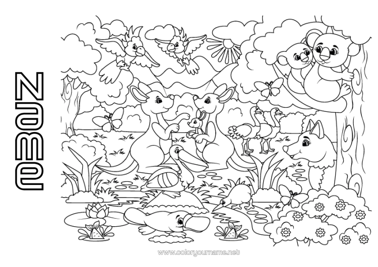 Colouring page to print Animal Parrot Koala Birds And Flying Mammals Kangaroo Animals Of Australia Platypus