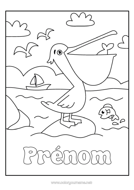Coloriage à imprimer Mer Animal Oiseaux Et Mammifères Volants Pélican