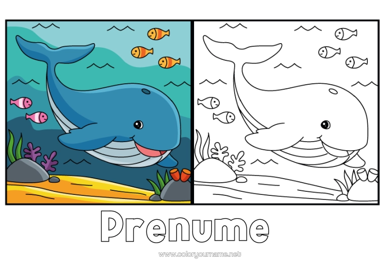 Pagină de colorat de imprimat Balena Animal Pește Animale Marine Sau Acvatice Colorare Cu Model