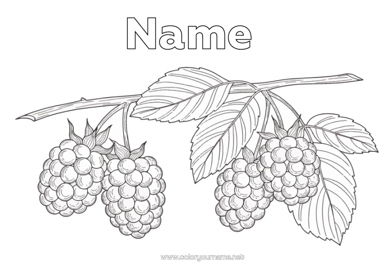 Colouring page to print Fruit Realistic Raspberry