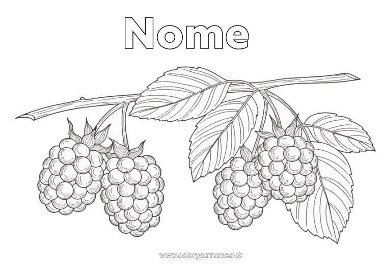Página de desenho para imprimir Frutas Realista Framboesa
