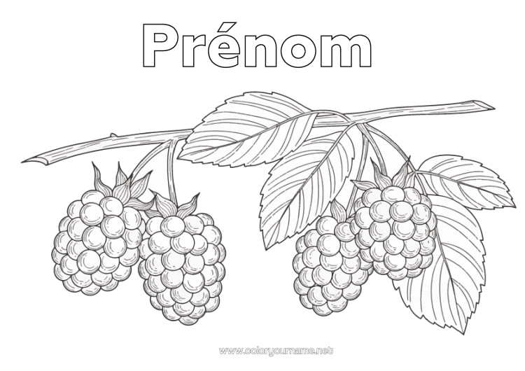 Coloriage à imprimer Fruits Réaliste Framboise